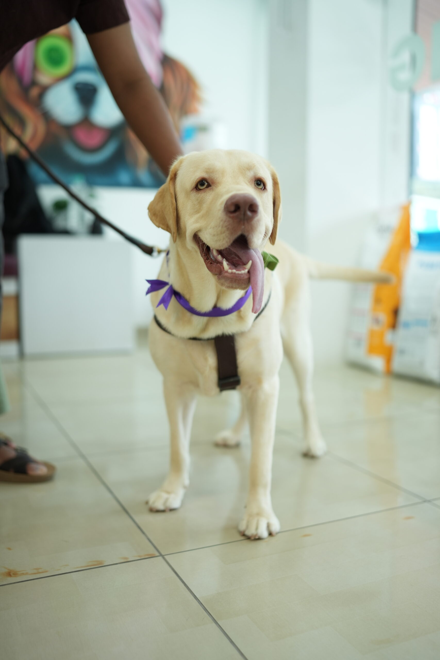 Home dog food store in adoor