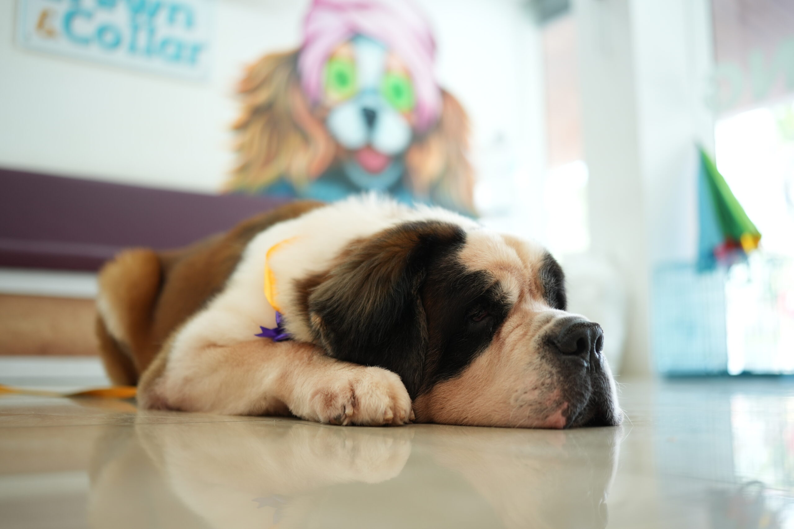 Home pet accessories shop adoor