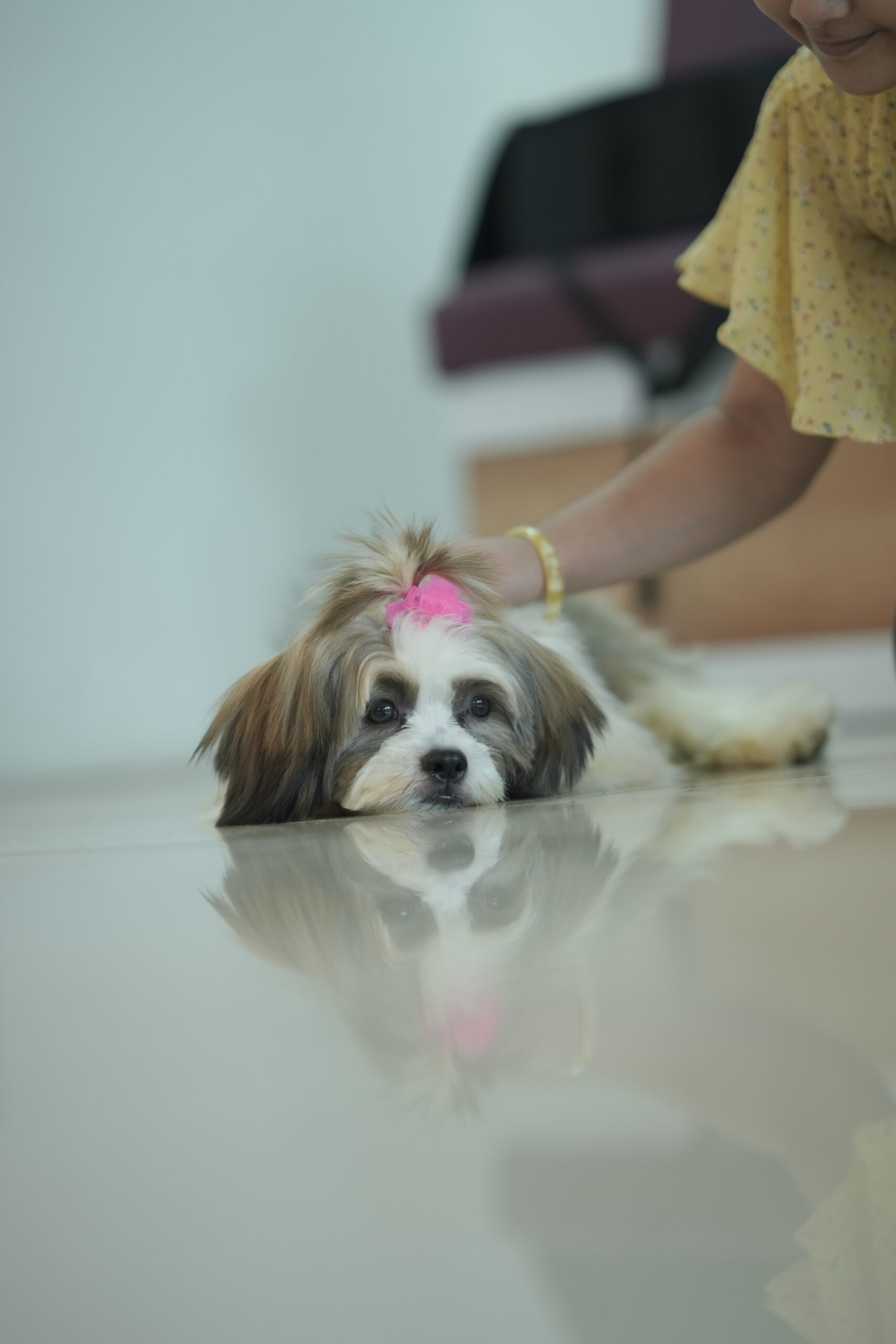 Home pet groomer in adoor