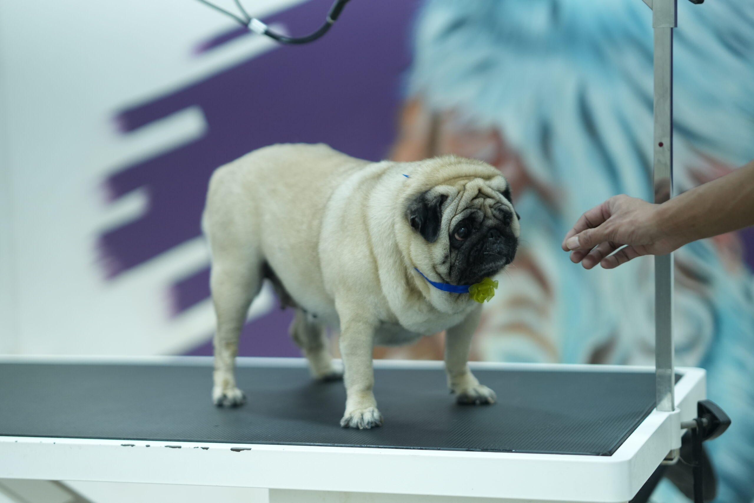 Home pet grooming in adoor