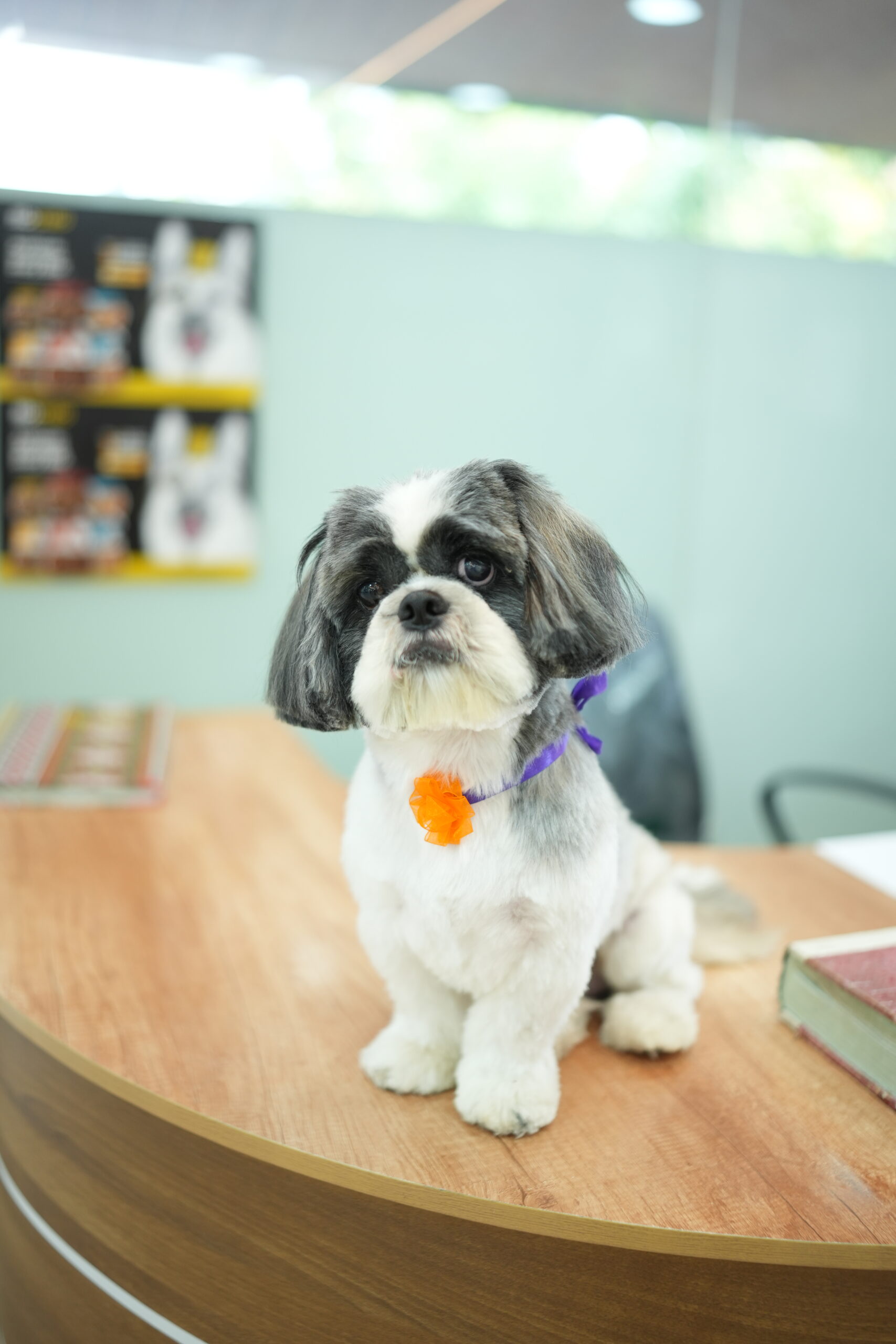 Home pet grooming salon adoor