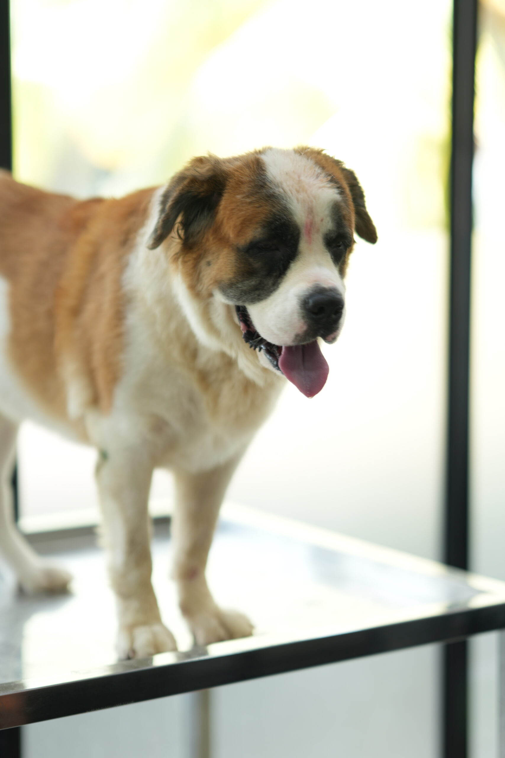 Home pet spa in adoor