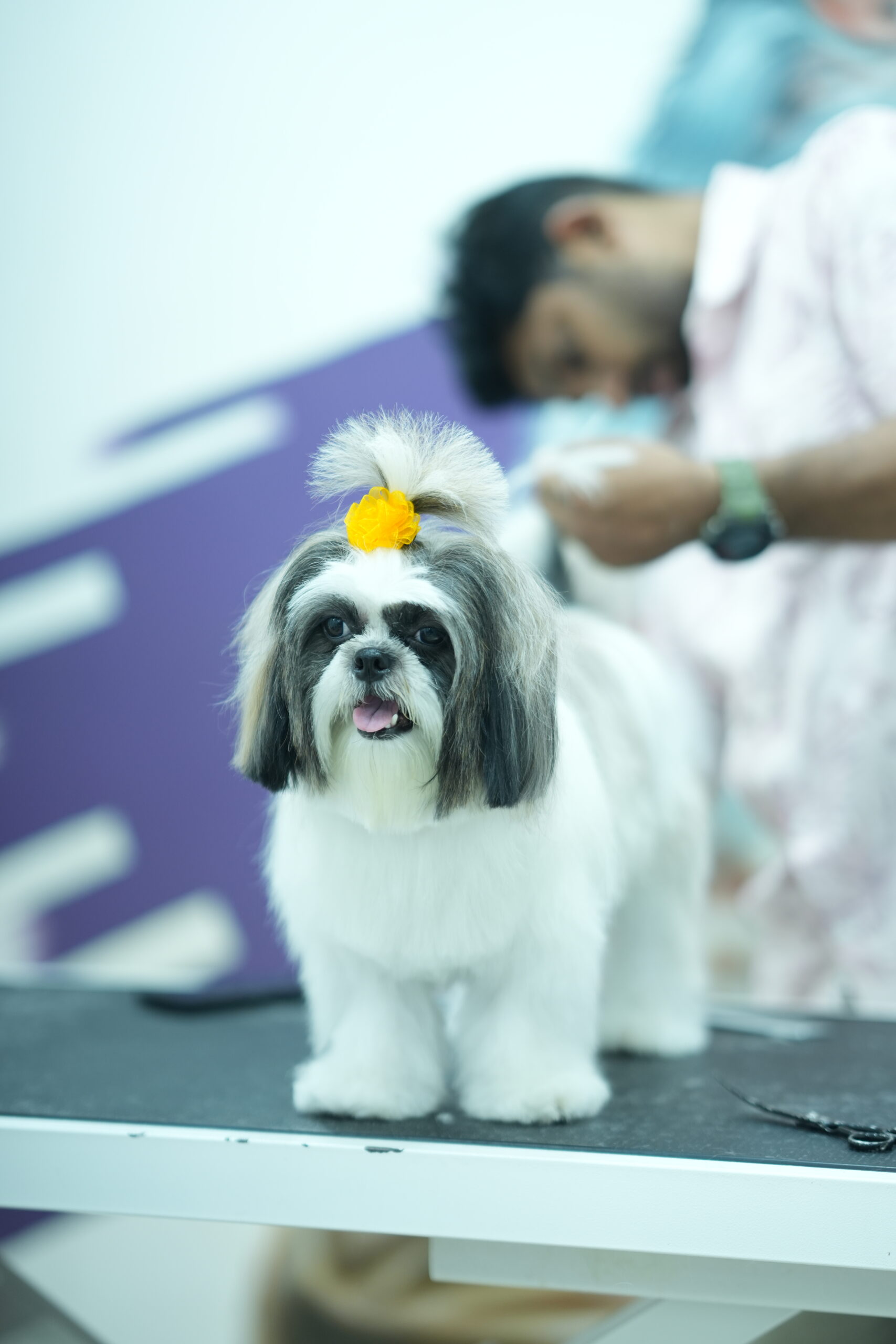 Home professional pet grooming in adoor