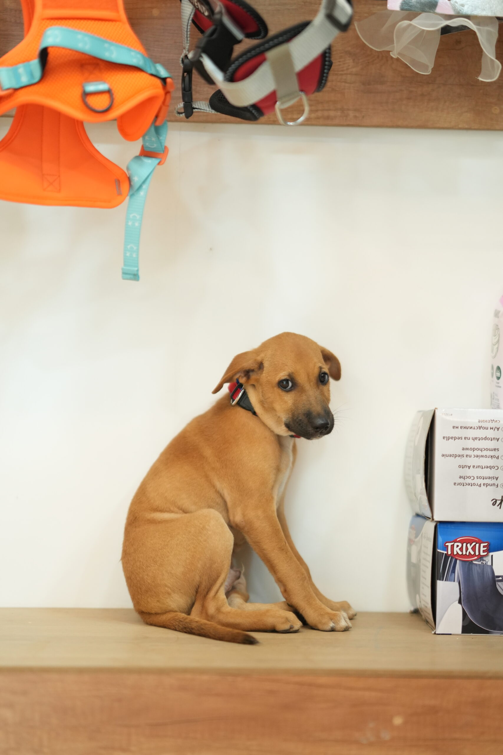 Home puppy food in adoor